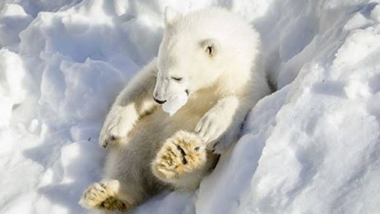 Φινλανδία: Το απρόσμενο δώρο στις πολικές αρκούδες ενός ζωολογικού (vid)
