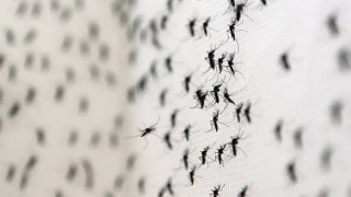 Ιωάννινα: Δύο ασθενείς με ελονοσία στο Πανεπιστημιακό Νοσοκομείο