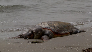 Άγνωστοι βασάνισαν και αποκεφάλισαν θαλάσσια χελώνα στο Ηράκλειο (pics)