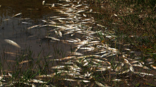 Ανησυχία από τα εκατοντάδες νεκρά ψάρια σε παραλία στο νομό Λαρίσης