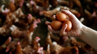 Νέες διαστάσεις στο διατροφικό σκάνδαλο με τα αυγά - Τι υποστηρίζει Γερμανός υπουργός