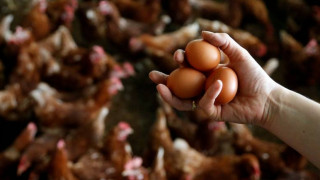 Φουντώνει το σκάνδαλο των μολυσμένων αυγών στην Ευρώπη - 700.000 επικίνδυνα αυγά μόνο στο Λονδίνο