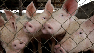 Ένα βήμα πιο κοντά στη μεταμόσχευση οργάνων από γουρούνια σε ανθρώπους