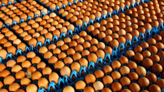 Πόσο θα κοστίσει στην Ολλανδία το σκάνδαλο με τα μολυσμένα αυγά