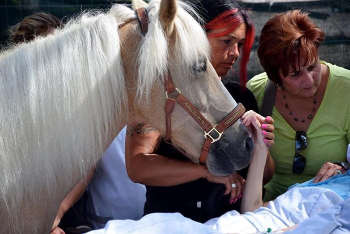 mcz4y horse meets with dying owner 2