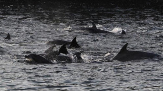 Κίνα: Ομάδα χωρικών σώζει δεκάδες δελφίνια που είχαν βγει στη στεριά (vid)