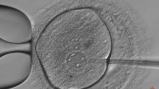Τροποποίηση γονιδίων ανθρώπινων εμβρύων αποκαλύπτει νέα στοιχεία για την γονιμότητα