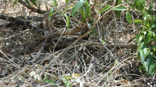 QUIZ: Μπορείτε να εντοπίσετε που είναι κρυμμένο ένα από τα πιο θανατηφόρα φίδια στον κόσμο;