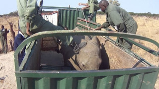 Σοκάρει βίντεο που καταγράφει την αιχμαλωσία ελεφάντων