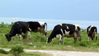 Πρωτοποριακή μέθοδος για να βγάζουν οι αγελάδες περισσότερο γάλα