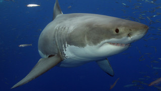 Ψάρεψαν καρχαρία 4 μέτρων στον Αστακό (pics)
