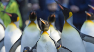 Χιλιάδες νεοσσοί πιγκουίνοι Adelie πεθαίνουν στην Ανταρκτική