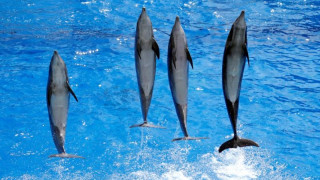 Φάλαινες και δελφίνια ζουν σε κοινωνίες, μιλούν τοπικές διαλέκτους και... κουτσομπολεύουν