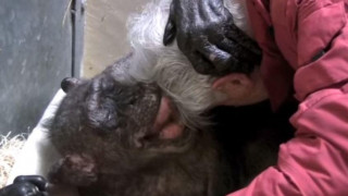 Μια δυνατή φιλία: Ετοιμοθάνατος χιμπατζής αποχαιρετά έναν καλό της φίλο (vid)