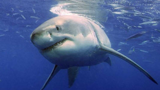 Αυστραλία: Καρχαρίας επιτέθηκε σε 15χρονη - Συγκλονίζει η περιγραφή του πατέρα της (vid)