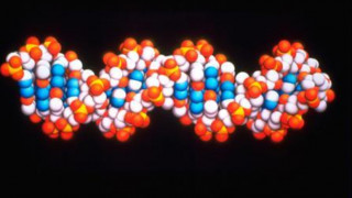 Ανακαλύφθηκαν δύο νέες τεχνικές «χειρουργικής» επεξεργασίας του DNA