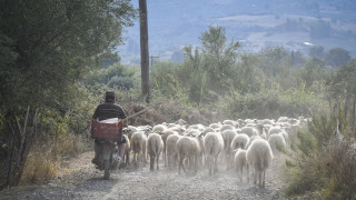Σε κατάκταση έκτακτης ανάγκης η Μυτιλήνη λόγω επιδημίας ευλογιάς στα πρόβατα