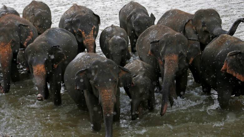 «Άδεια μητρότητας» για ελέφαντες στο Λάος...