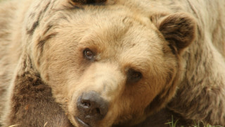 Πέθανε ο αρκούδος «Μήτσος», γνωστός και ως «δραπέτης»