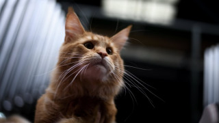 Πώς οι γάτες απομακρύνουν τον κίνδυνο άσθματος στα παιδιά