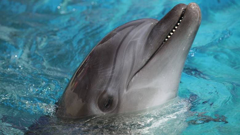Νεκρό δελφίνι βρέθηκε στη Χαλκιδική