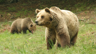 Αρκούδα πάτησε και σκότωσε ηλικιωμένη – Δεν παίρνουν αποζημίωση οι συγγενείς