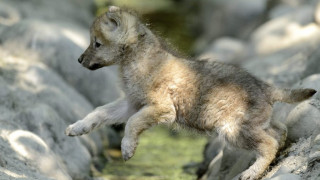 Πέντε αρκτικοί λύκοι από τη Σερβία μετακόμισαν στην Κίνα (pics)