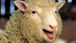 Ανατρεπτική έρευνα για την Ντόλι το πρόβατο - Δεν είχε πρόωρη αρθρίτιδα
