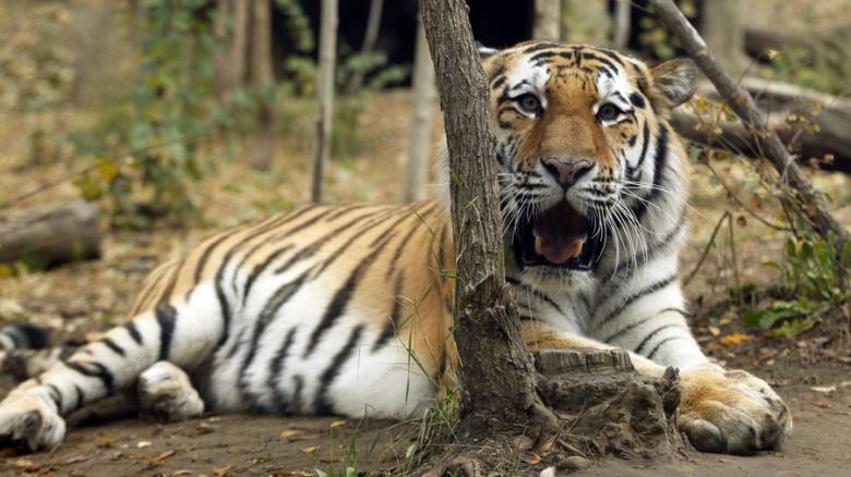 Παρίσι: Πυροβόλησαν τίγρη που το «έσκασε» από τσίρκο