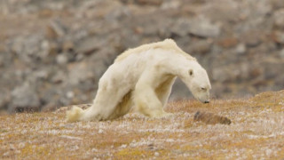 Μια αποστεωμένη πολική αρκούδα «βαδίζει» προς το θάνατό της (vid)