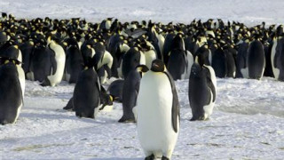 Ο προϊστορικός πιγκουίνος ήταν γίγαντας και τρομακτικός
