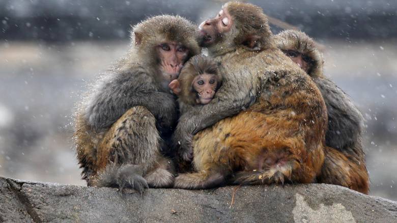 Ο σύγχρονος Μόγλης της Ινδίας: Η ασυνήθιστη φιλία ενός δίχρονου με μαϊμούδες
