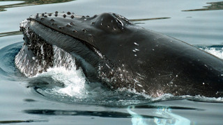 Αρχαίο είδος φάλαινας ξεβράστηκε σε ακτή της Αλεξανδρούπολης (pic&vid)