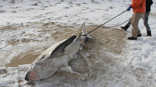 ΗΠΑ: Παγώνουν από τις πολικές θερμοκρασίες οι καρχαρίες (pics)