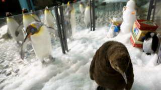 Καναδάς: Το ψύχος ακύρωσε το ρεβεγιόν των βασιλικών πιγκουίνων
