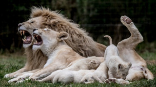 Νότια Αφρική: Λαθροκυνηγοί δηλητηρίασαν και τεμάχισαν σπάνιο λευκό λιοντάρι