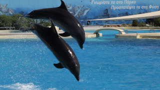 Γερμανικός οργανισμός μηνύει το Αττικό Ζωολογικό Πάρκο για το σόου με τα δελφίνια