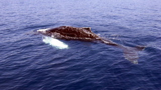 Φάλαινα βάζει δύτη κάτω από το πτερύγιό της για να τoν προστατέψει από καρχαρία (vid)