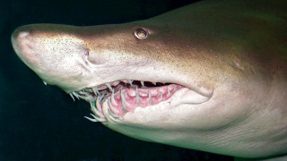 Δύτης τάισε έγκυο καρχαρία τίγρη με το… χέρι! (vid)
