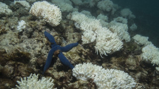 Η Αυστραλία ανακοίνωσε πρόγραμμα προστασίας του Μεγάλου Κοραλλιογενούς Υφάλου