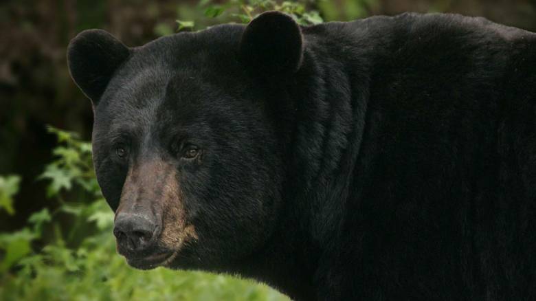 Καλιφόρνια: Τραυματισμένες αρκούδες θεραπεύτηκαν από δέρμα ψαριού