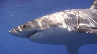 Χιλιάδες λευκοί καρχαρίες ζουν στη θαλάσσια περιοχή της Αυστραλίας