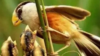Σπάνιο είδος πτηνού εμφανίστηκε στην Κίνα