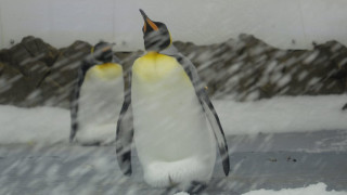 Με εξαφάνιση ως το τέλος του αιώνα κινδυνεύει ο βασιλικός πιγκουίνος