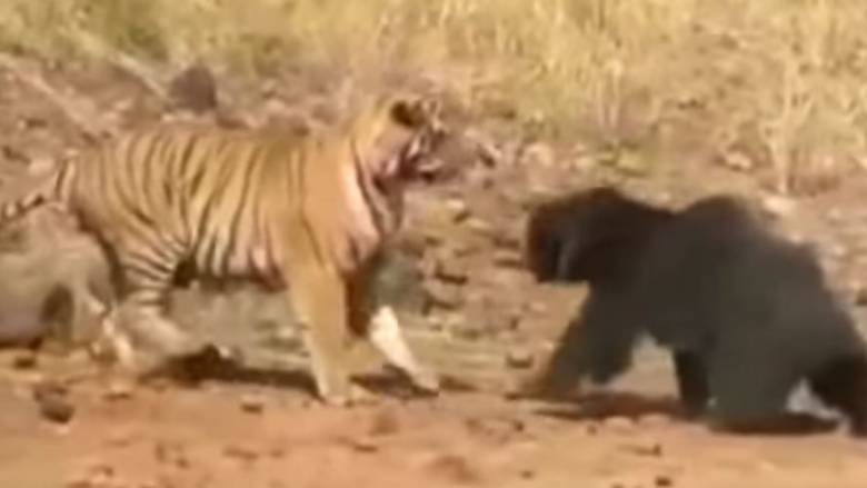 Τίγρης επιτέθηκε σε αρκούδα και το... μετάνιωσε πικρά! (vid)