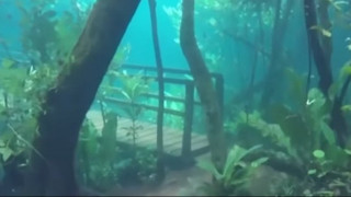 Ένα μοναδικό υποθαλάσσιο... δάσος στη Βραζιλία