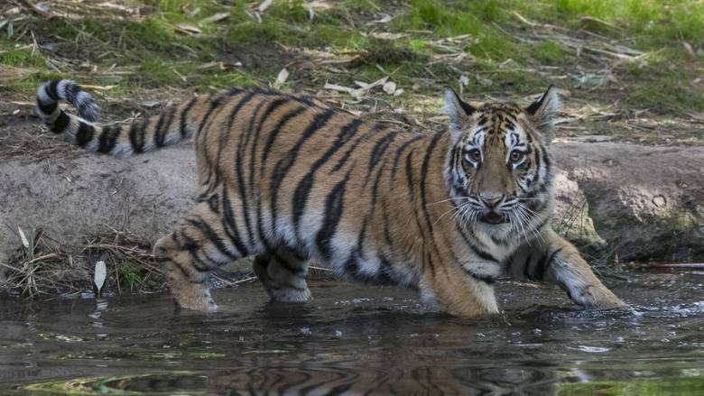 Ινδονησία: Σκότωσαν τίγρη της Σουμάτρας και την κρέμασαν έξω από δημόσιο κτήριο