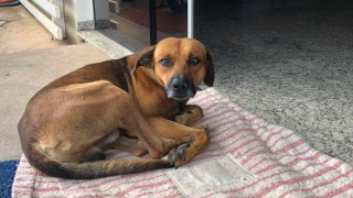 Ο «Χάτσικο» της Βραζιλίας: Σκύλος πηγαίνει κάθε μέρα στο νοσοκομείο όπου πέθανε ο ιδιοκτήτης του