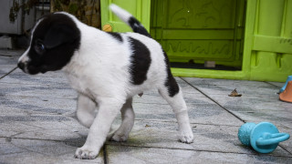 Τσιρώνης: Το νομοσχέδιο για τα ζώα συντροφιάς θα επανέλθει σε 30 ημέρες