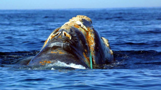 Φόβοι για την εξαφάνιση της φάλαινας του Βορείου Ατλαντικού